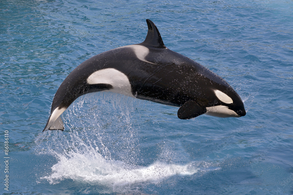Killer whale jumping out of water - obrazy, fototapety, plakaty 