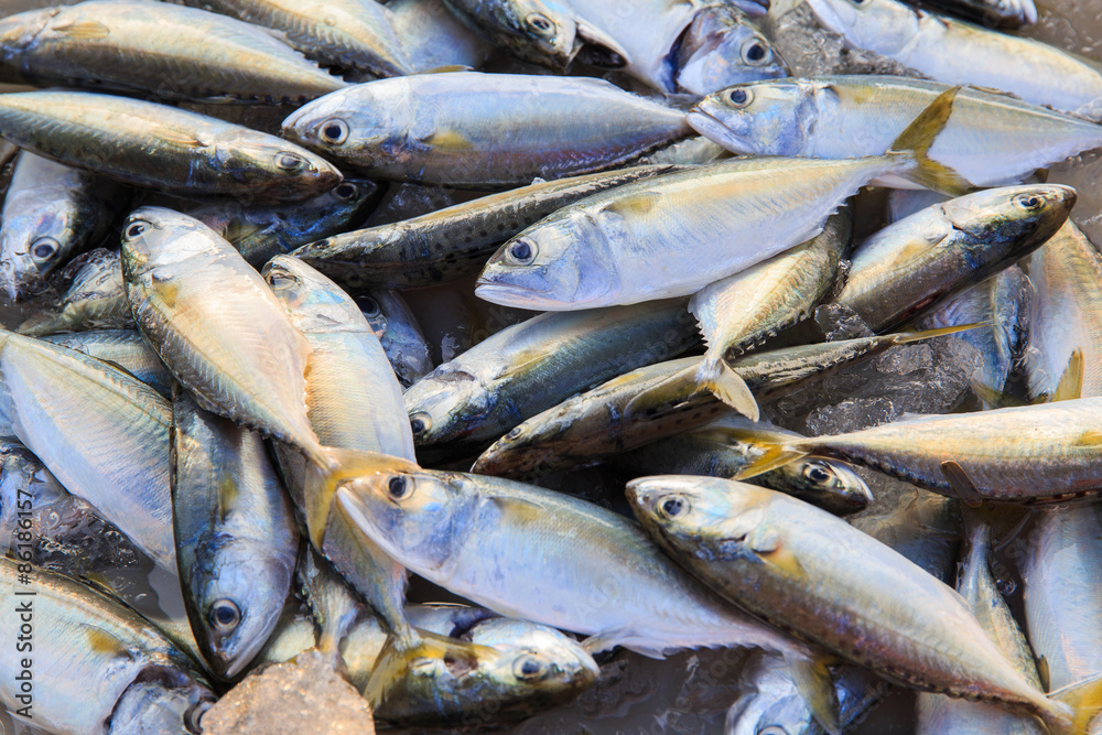 Fototapeta premium Fresh raw mackerel fish in market , Thailand