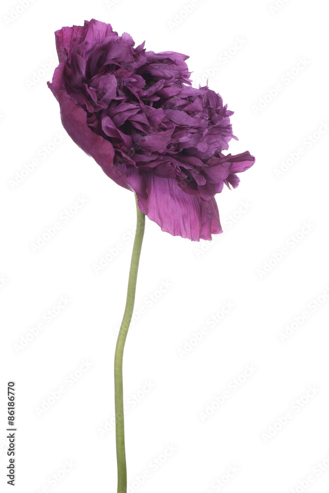 Fototapeta premium poppy