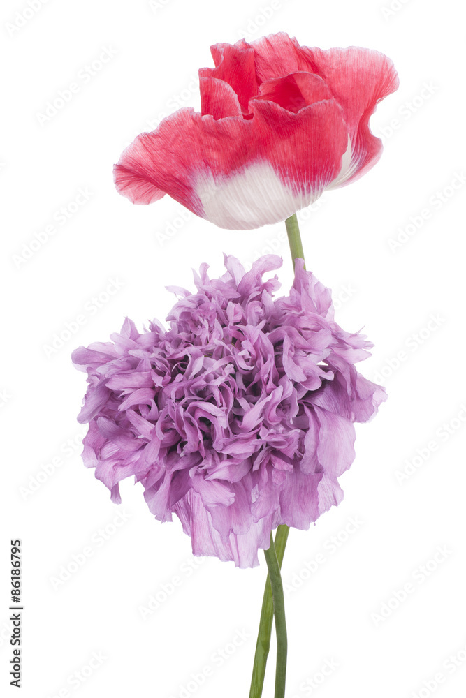 Fototapeta premium poppy