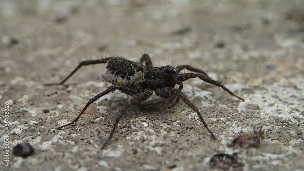 Mother spider on cement Mother spider on cement