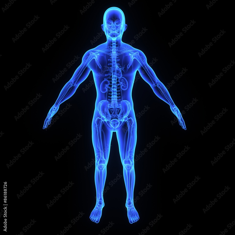 Human Anatomy Human Anatomy