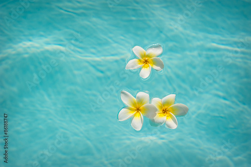 Three frangipanis Floating on Swimming Pool © timonko