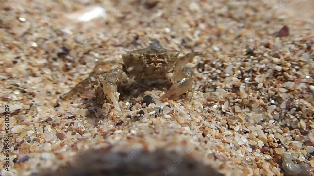Baby crab on sand Baby crab on sand