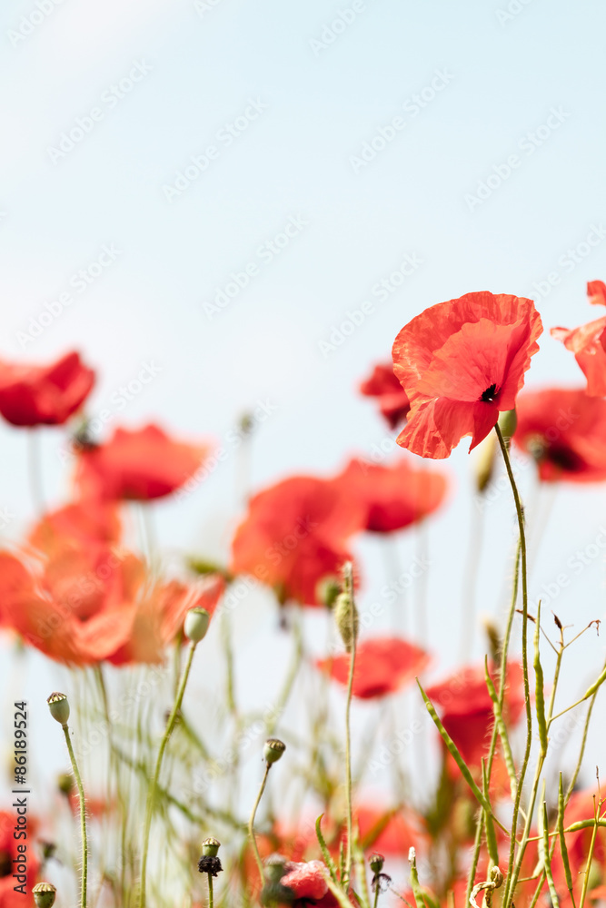 Obraz premium Poppy flowers retro peaceful summer background