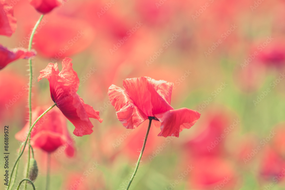 Poppy flowers retro peaceful summer background Poppy flowers retro peaceful summer background