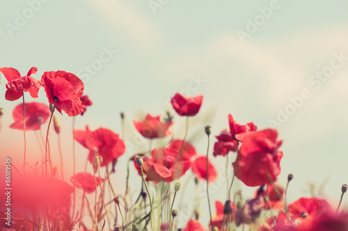 Fototapeta Naklejka Na Ścianę i Meble -  Poppy flowers retro peaceful summer background