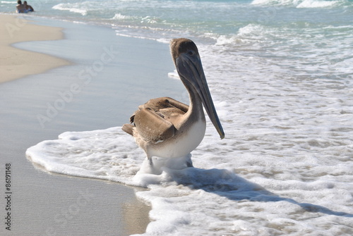 Canvas Print varadero' cormorant, cuba