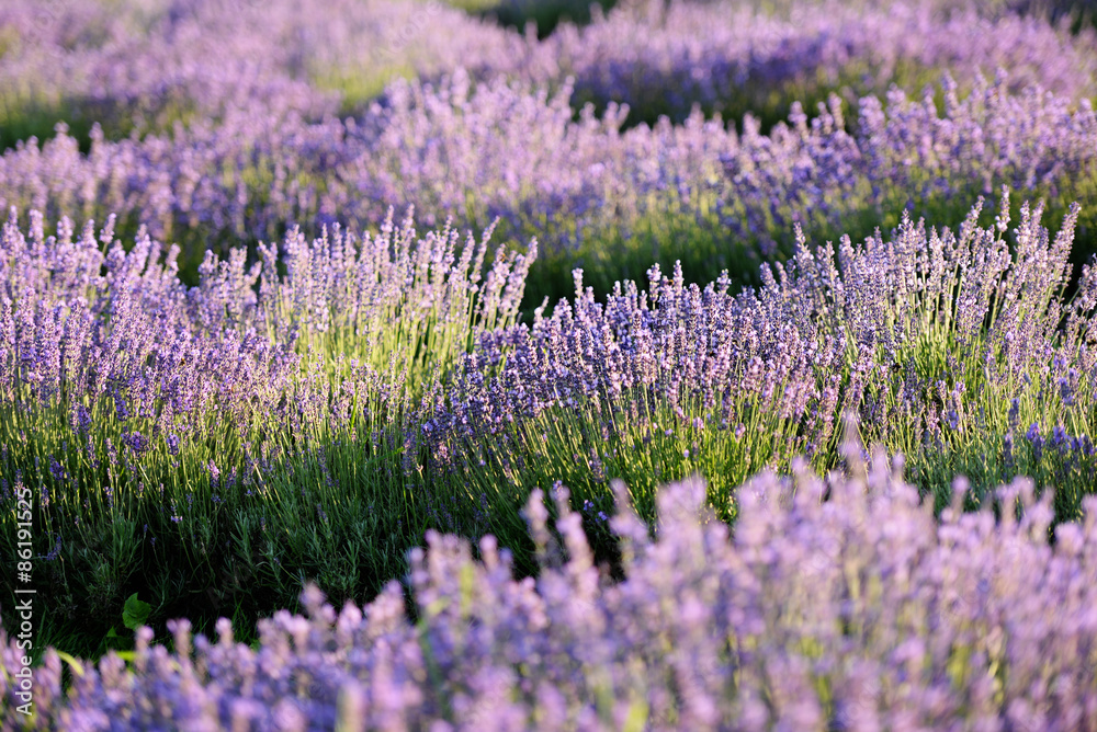 Naklejka premium Lavender field in the evening light
