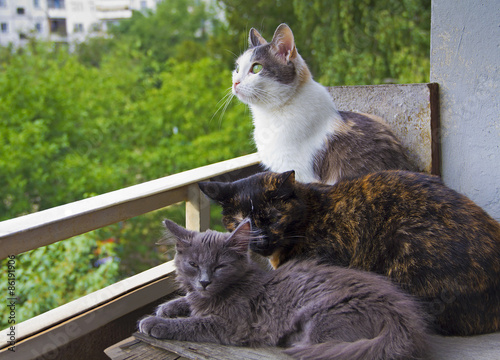   Three cats sitting together on the balcony.