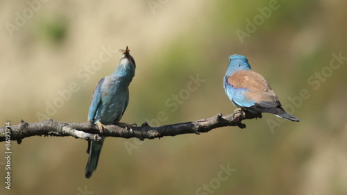 Couple of European rollers perching on a branch in front of the nest. Rare birds European rollers sitting on a branch, sunset light and blur green yellow background, Coracias garulus. photo