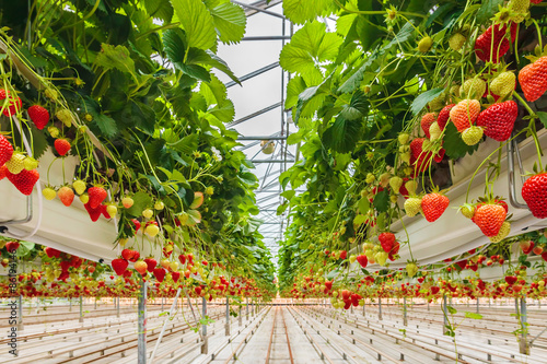 Obraz na plátne Strawberries growing in a greenhouse