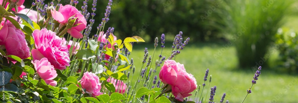 Naklejka premium Różaniec w ogrodzie - format banera