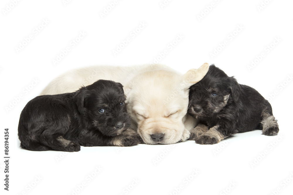 Labrador Retriever and Miniature Schnauzer black puppies