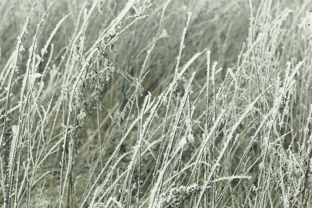 Fototapeta premium frozen grass and ground frost in winter