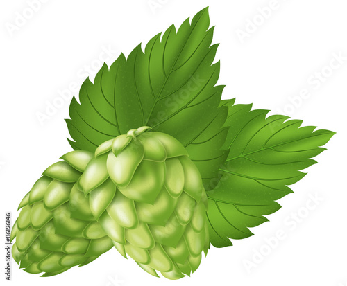 Hops. Photo-realistic EPS10 vector illustration.