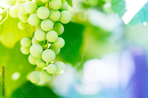 White grapes, macro photography