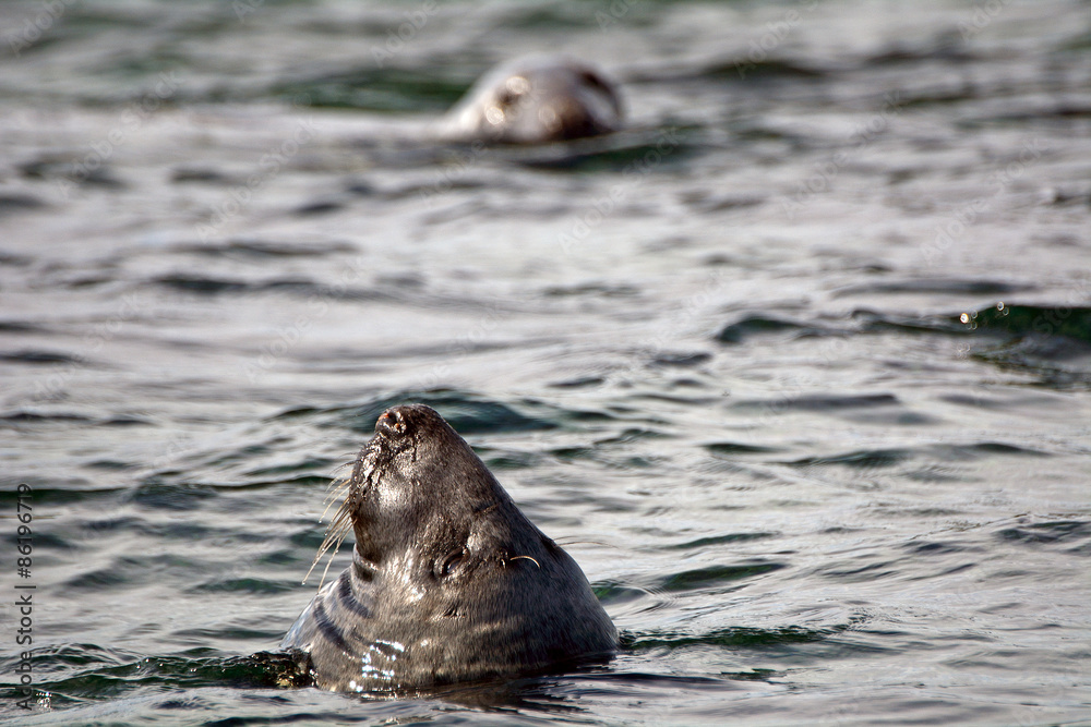 Fototapeta premium Atlantic birdlife, Farne Islands Nature Reserve, England