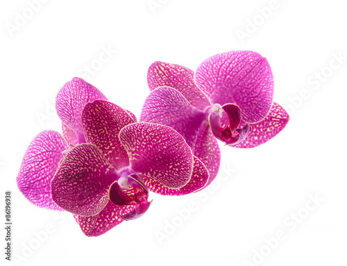 Fototapeta Naklejka Na Ścianę i Meble -  pink orchid flowers isolated on white