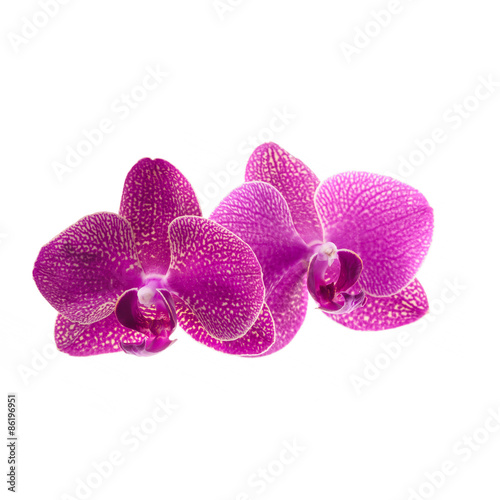 pink orchid flowers isolated on white © lena_serditova
