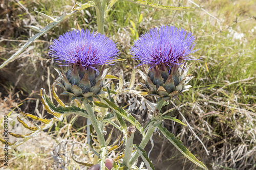 Artichoke Flower photo