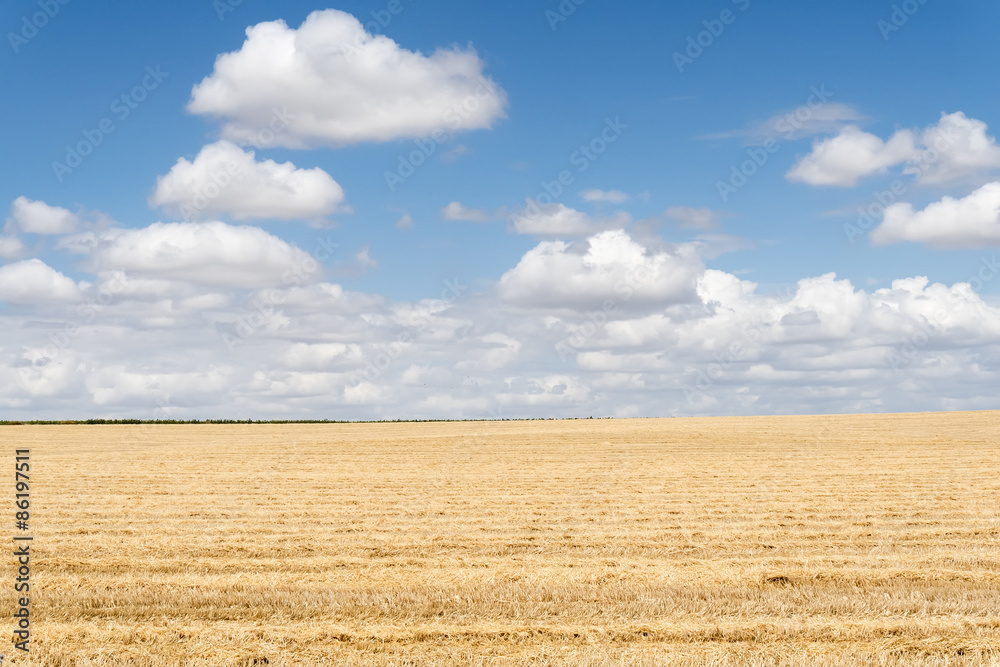 Fototapeta premium Collected wheat field