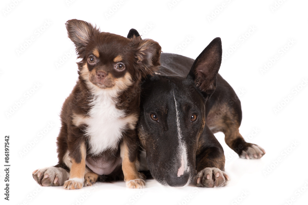 adorable chihuahua puppy and english bull terrier dog