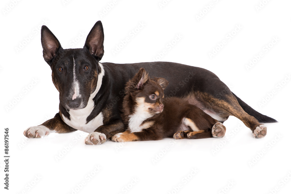english bull terrier and a chihuahua puppy