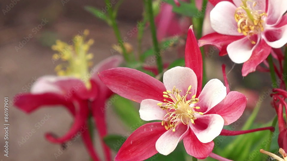 Aquilegia Origami, Beautiful Pink Flowers Close up in Garden Aquilegia Origami, Beautiful Pink Flowers Close up in Garden