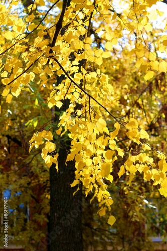 Fototapeta Naklejka Na Ścianę i Meble -  autumn trees