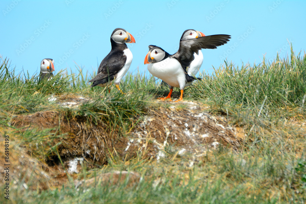 Fototapeta premium Atlantic birdlife, Farne Islands Nature Reserve, England
