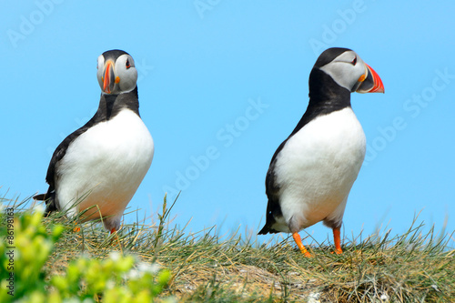 Atlantic birdlife, Farne Islands Nature Reserve, England
