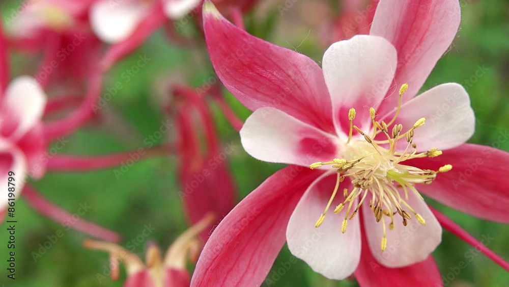 Aquilegia Origami, Beautiful Pink Flowers Close up in Garden Aquilegia Origami, Beautiful Pink Flowers Close up in Garden