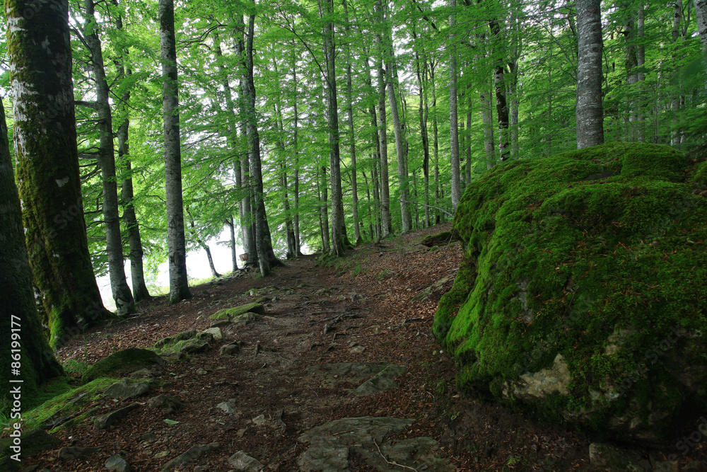 Obraz premium forest landscape in summer europe pine