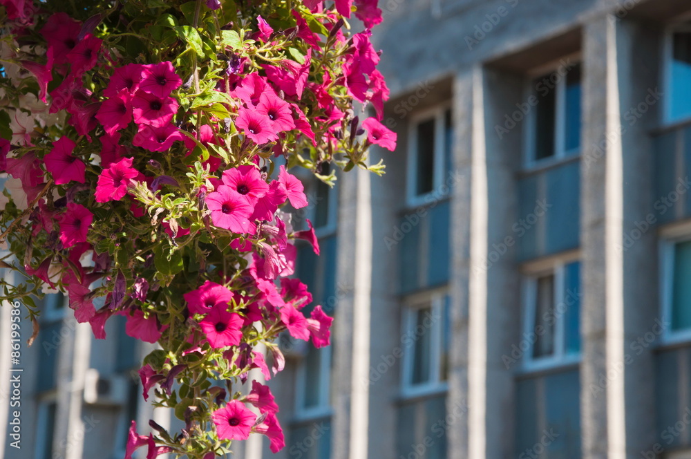 Fototapeta premium Петуния.