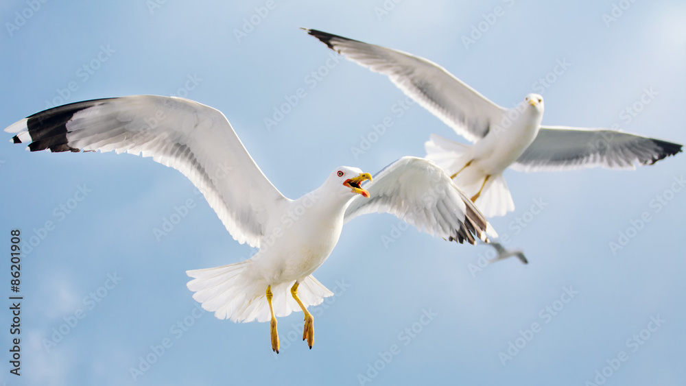Naklejka premium Seagulls in flight
