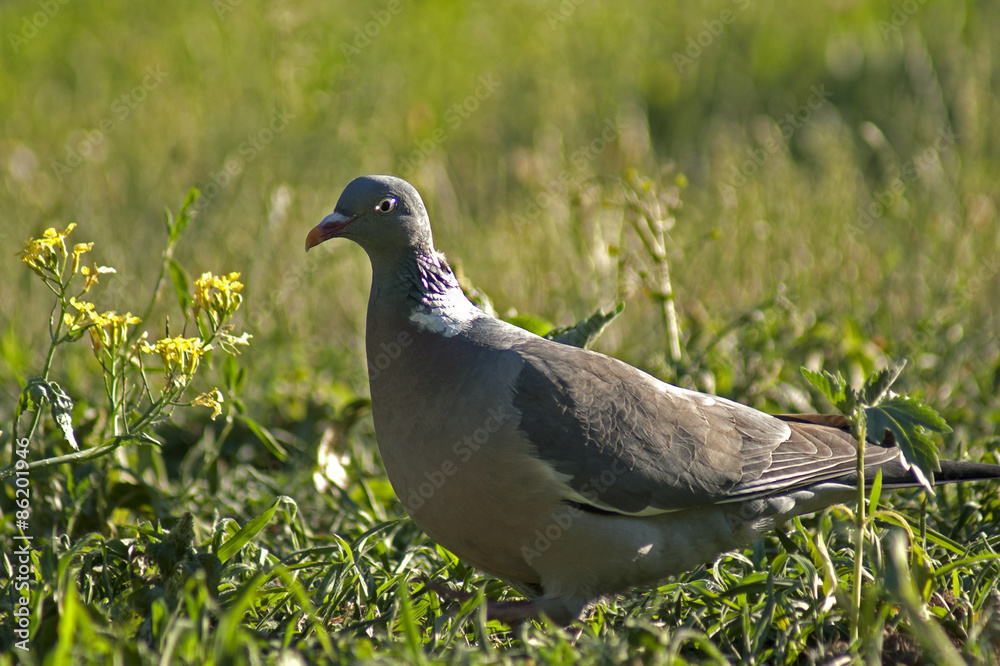 Obraz premium gołąb grzywacz