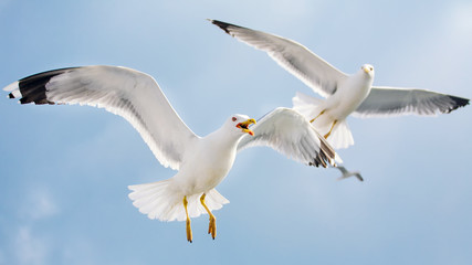 Crédence de cuisine Oiseaux Seagulls in flight  © igorprusac