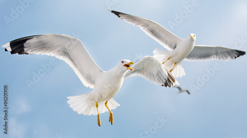 Fotografie, Obraz Seagulls in flight