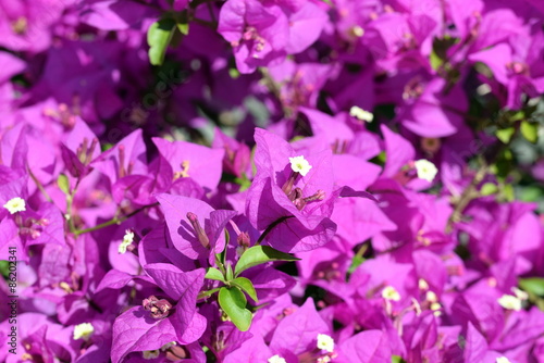 Blossoming purple bougainvillea