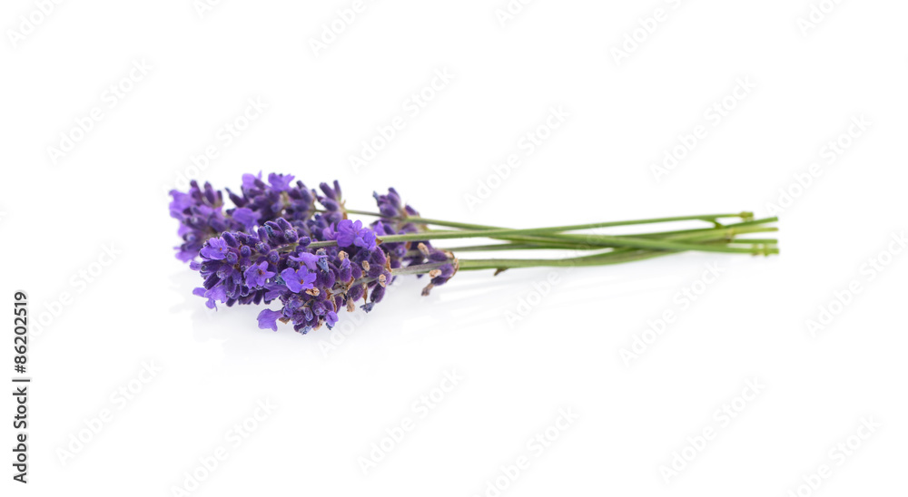 Naklejka premium Lavender flowers isolated on white