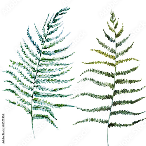 Watercolor fern leaves
