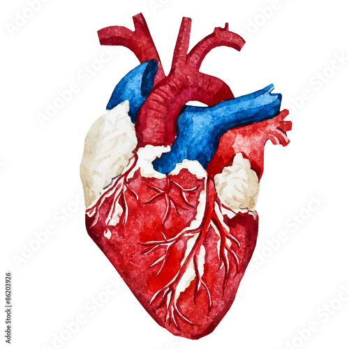 Watercolor human heart