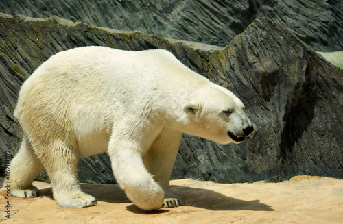 A good-natured polar bear went for a walk. Stock photo.
