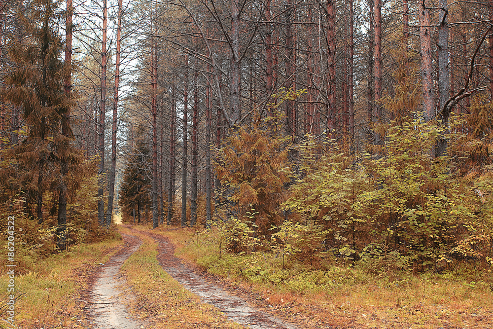 Fototapeta premium Road in the autumn forest