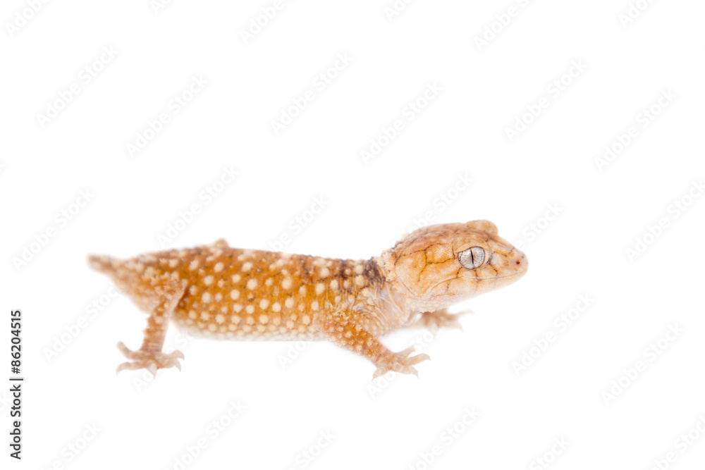 Rough Knob-tailed Gecko isolated on white Rough Knob-tailed Gecko isolated on white