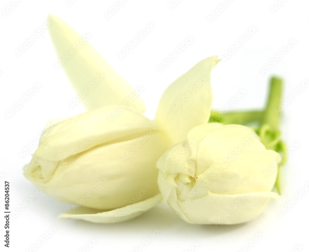 Obraz premium Jasmine flowers