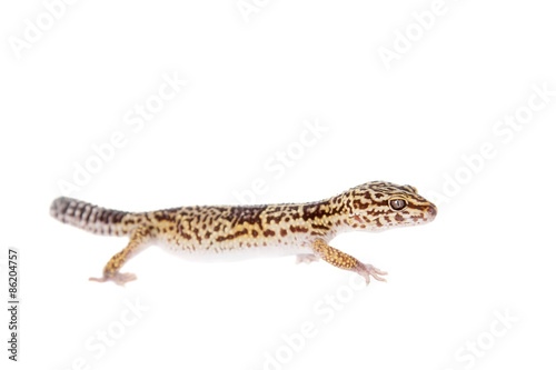 The Iranian fat tailed gecko isolated on white