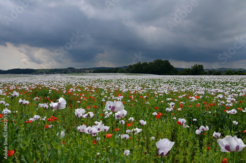 Opium poppy field