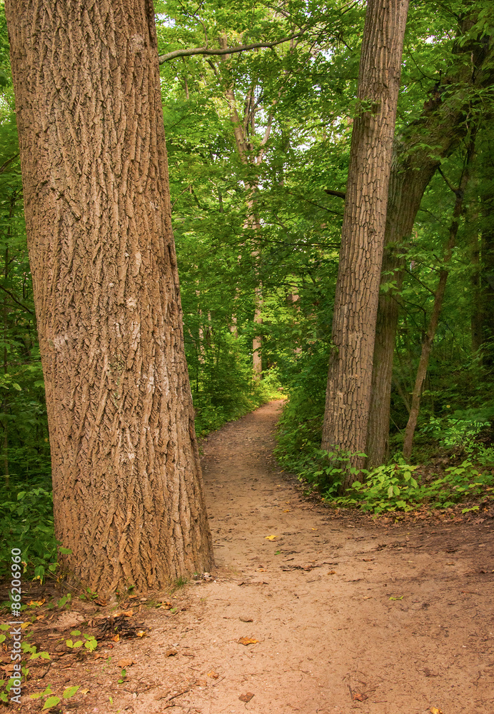 Obraz premium Stand of Trees